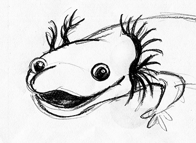 Sketch of Sally Salamander